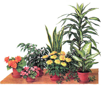 Композиции из домашних растений (69 фото)